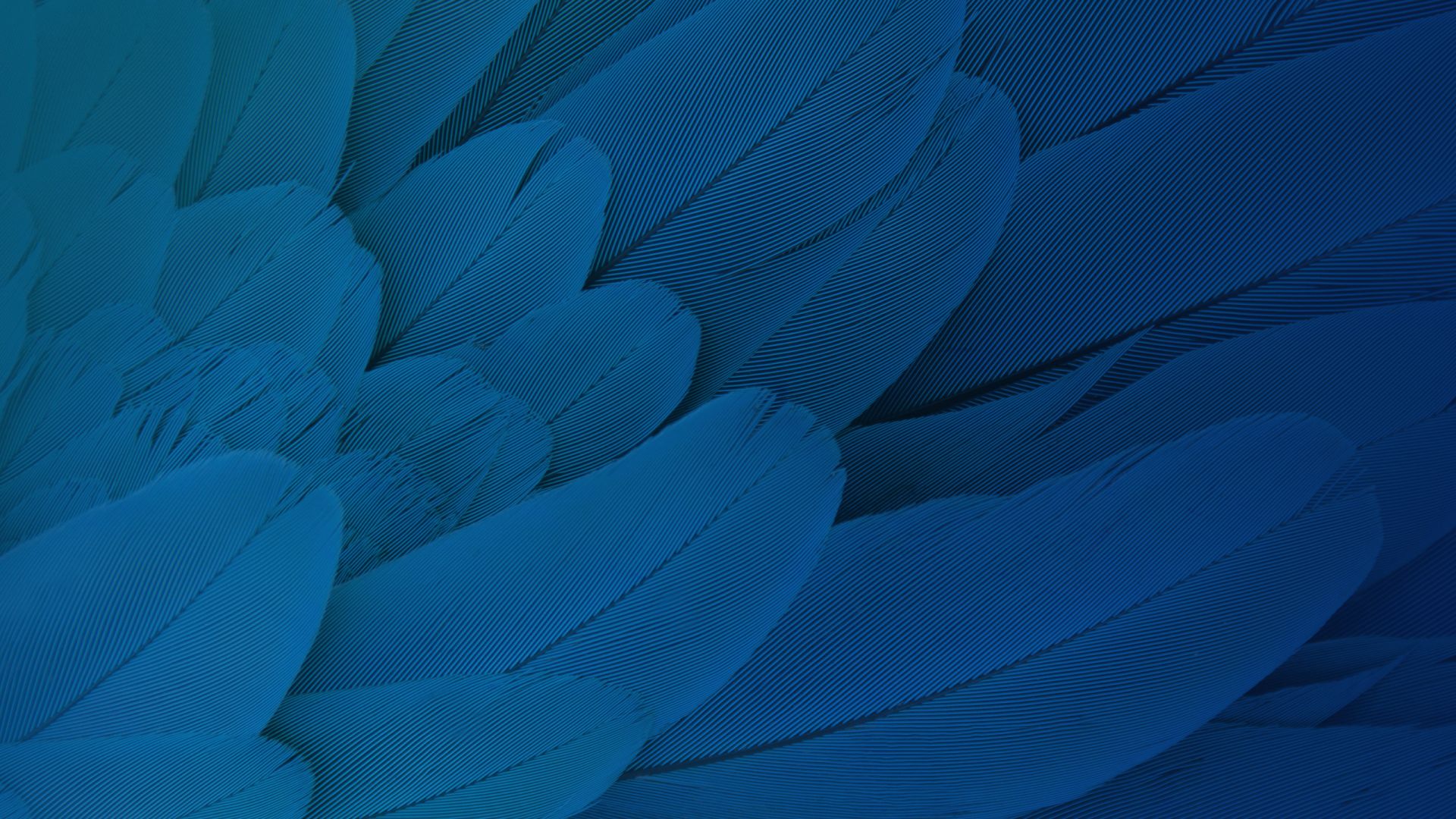 Wallpaper Feathers, Moto X play, stock