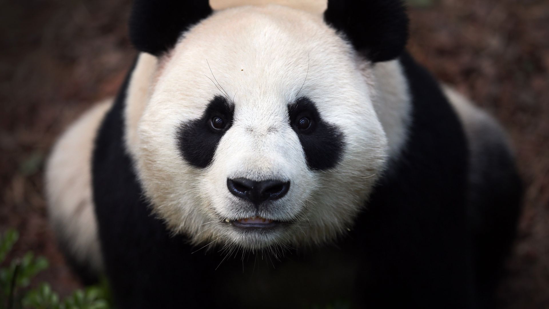 Cute Panda Wallpaper HD 4K  Google Play वरल अपस