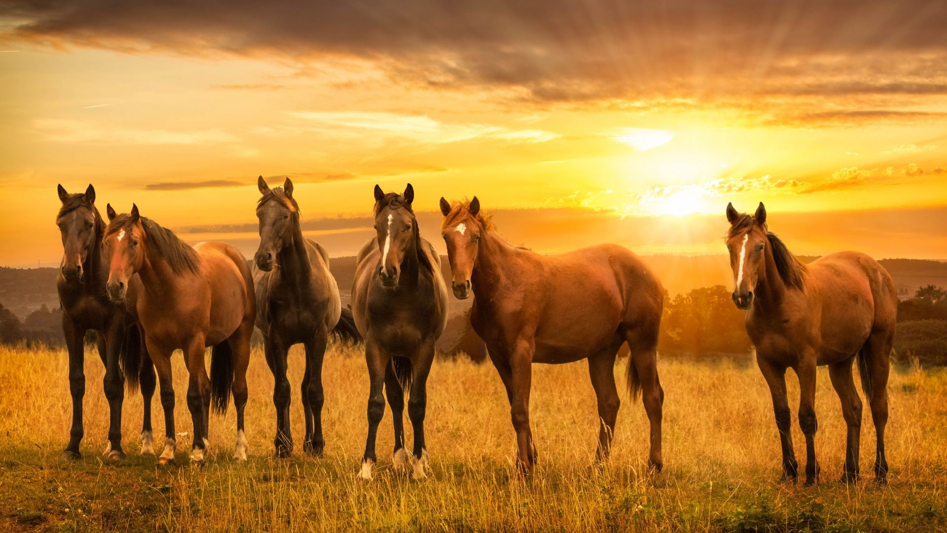 Wallpaper Horses, herd, sunset, landscape, 4k