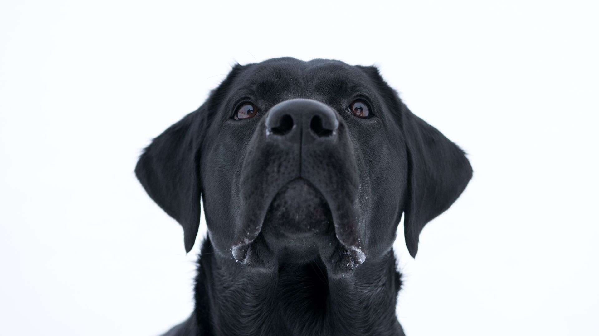 Wallpaper Dog, Labrador Retriever, black, muzzle, 4k