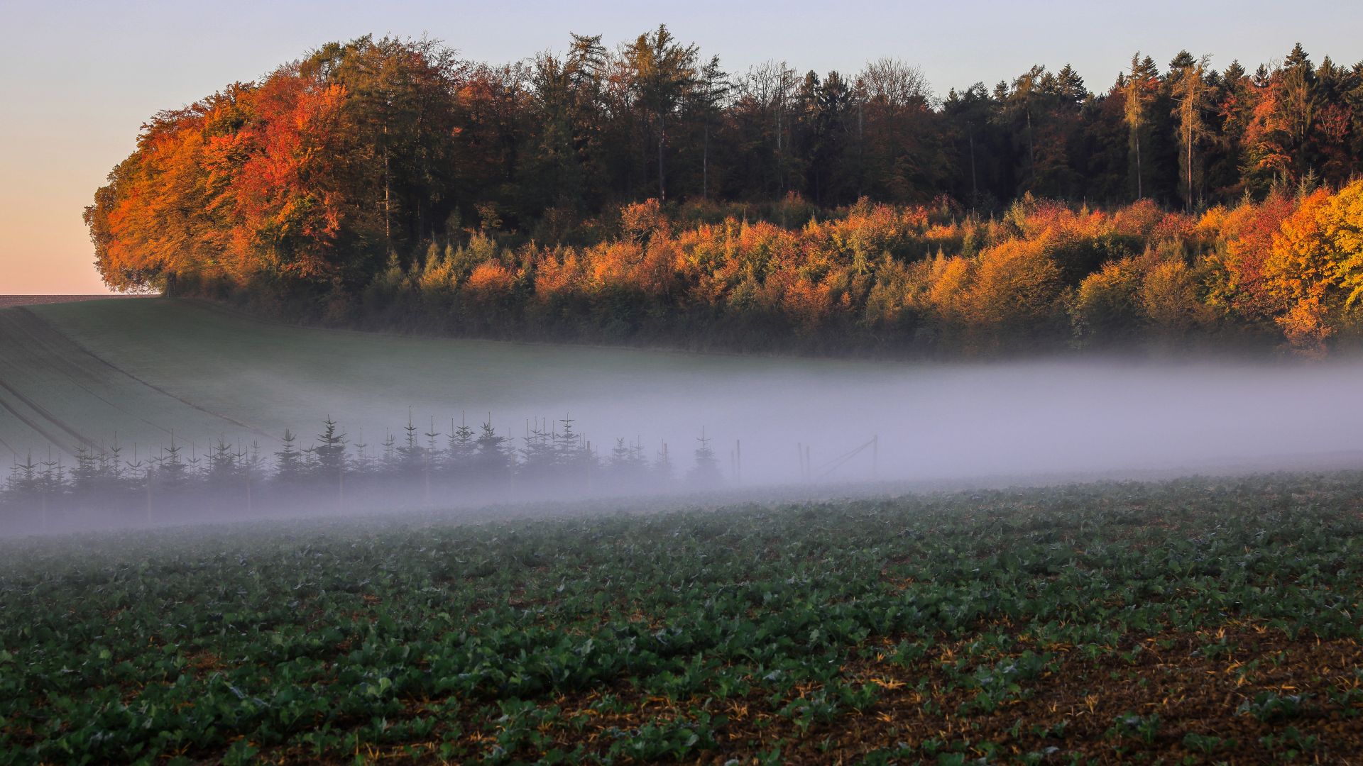 Wallpaper Autumn, mist, fog, landscape, nature, 5k