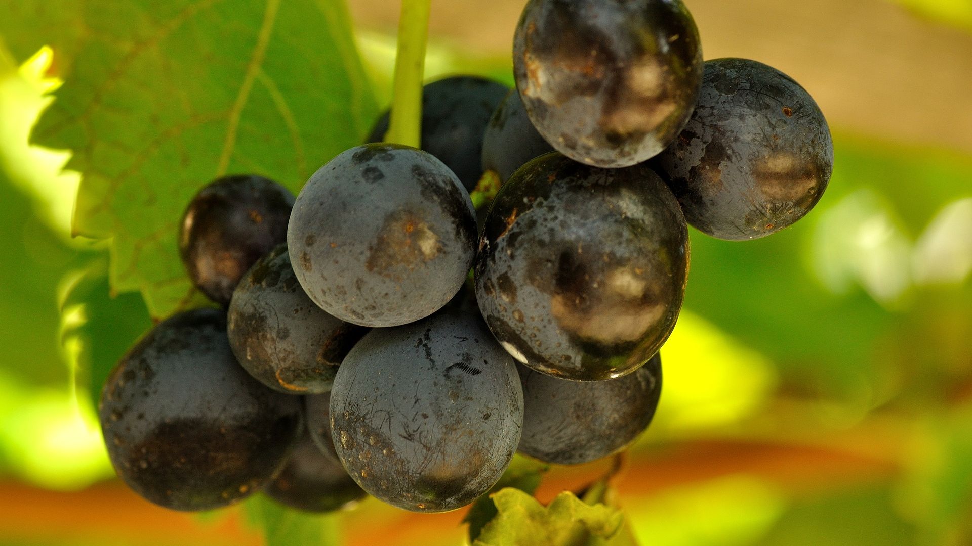 Wallpaper Blue grapes, fruits, vine, close up