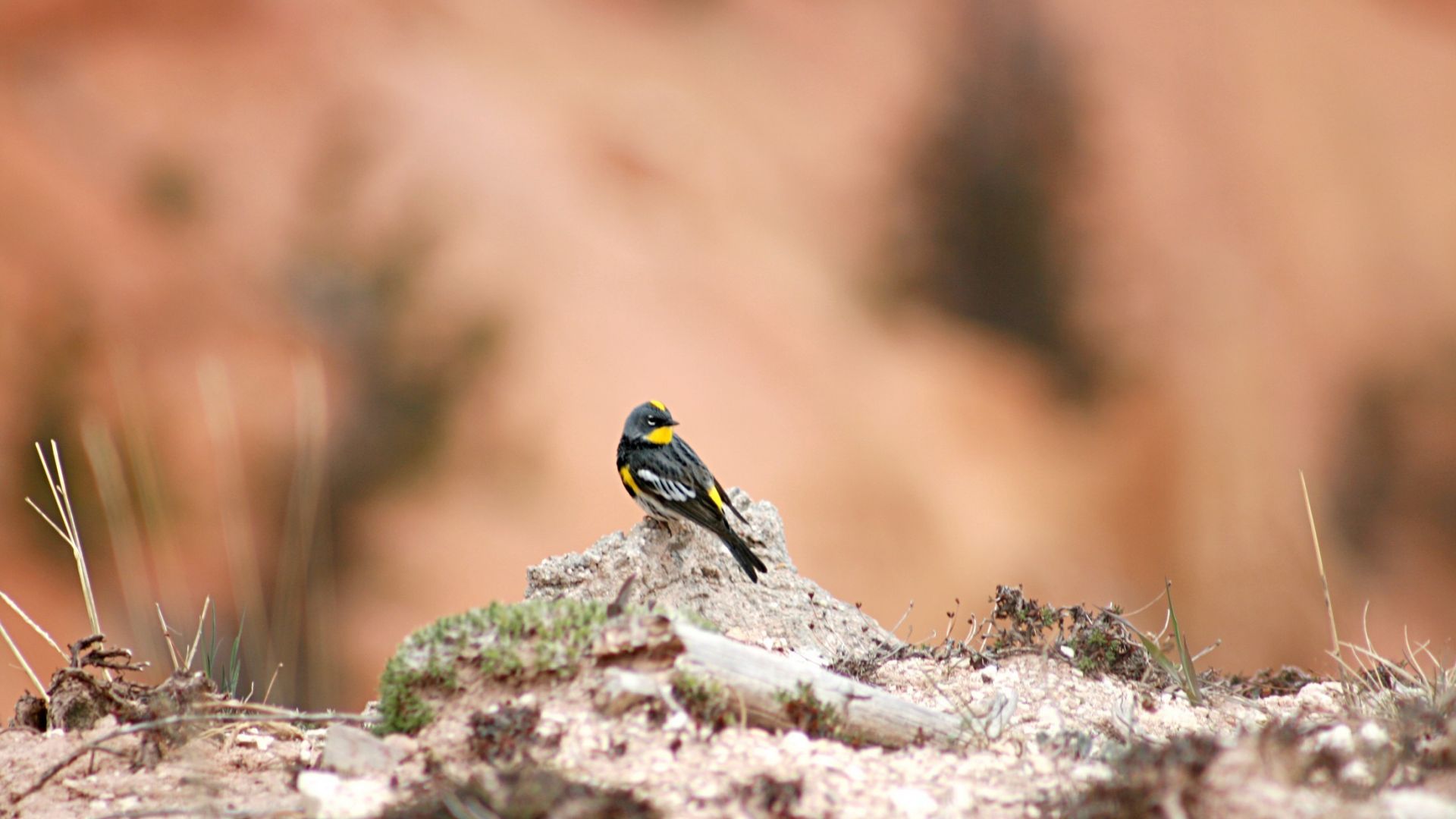 Wallpaper Yellow-rumped warbler, bird, blur