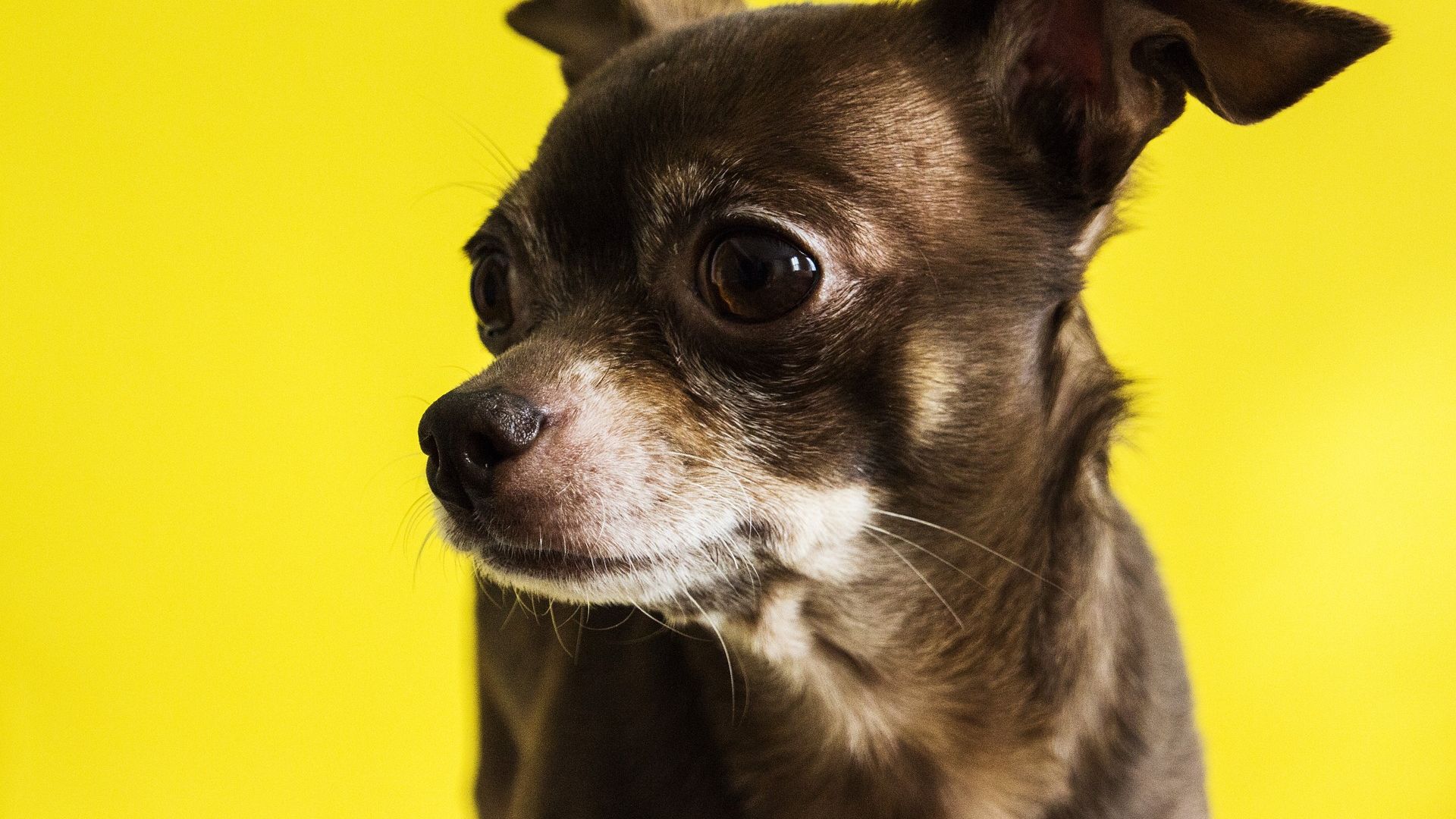 Wallpaper Chihuahua dog muzzle