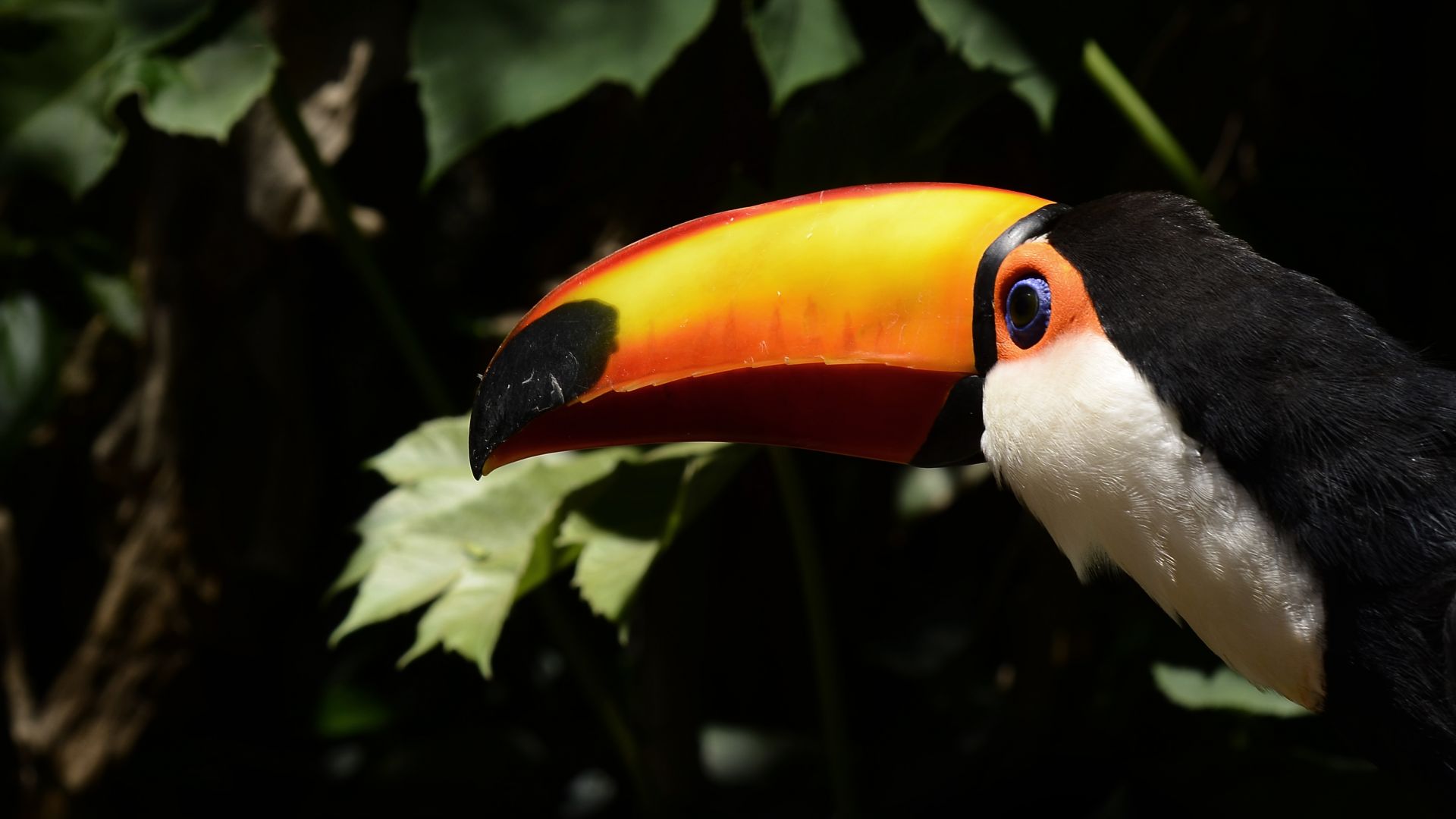 Wallpaper Toucan, bird, long yellow beak