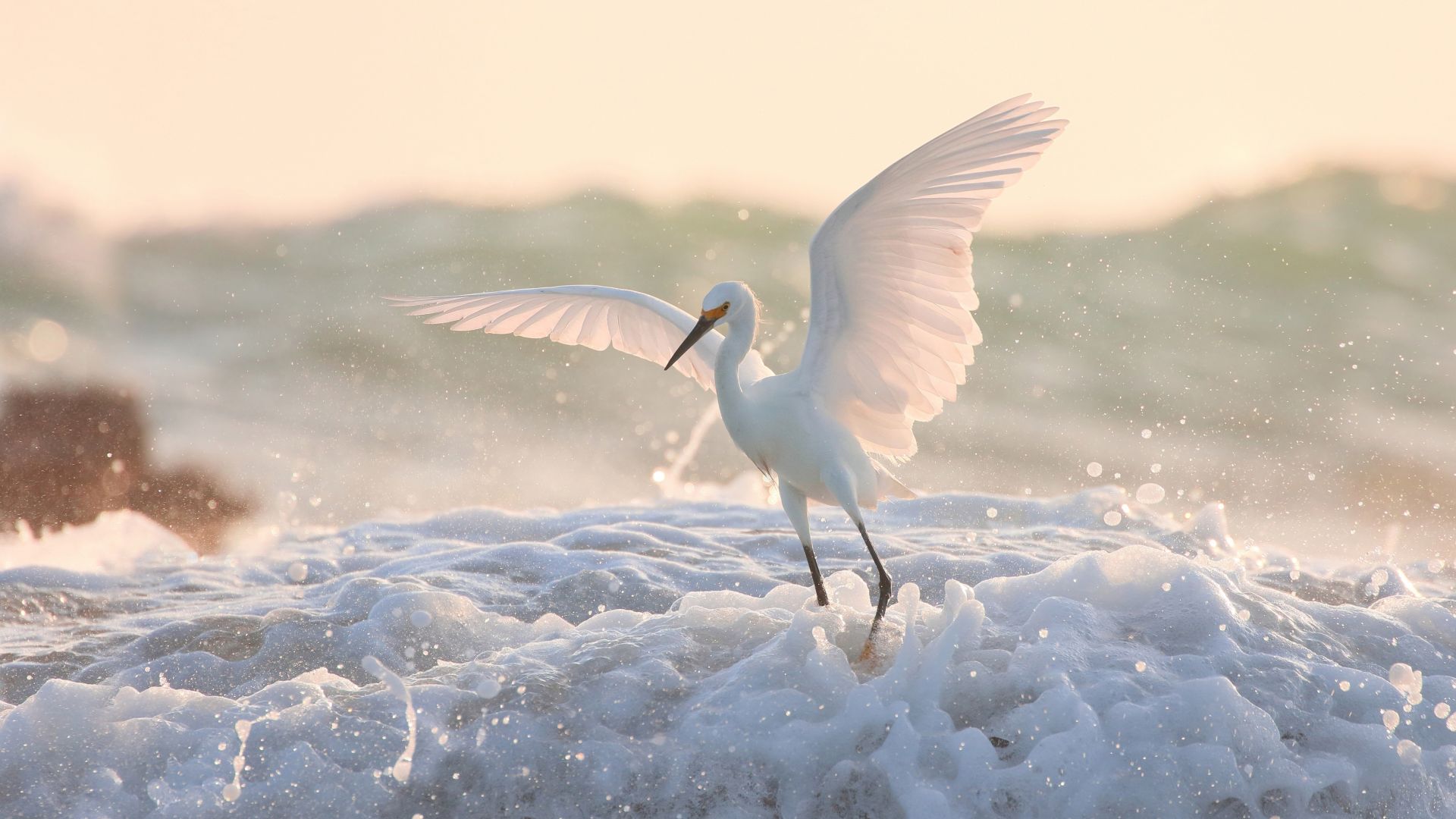 Wallpaper Egret, white bird, flight, wings, foam, 4k
