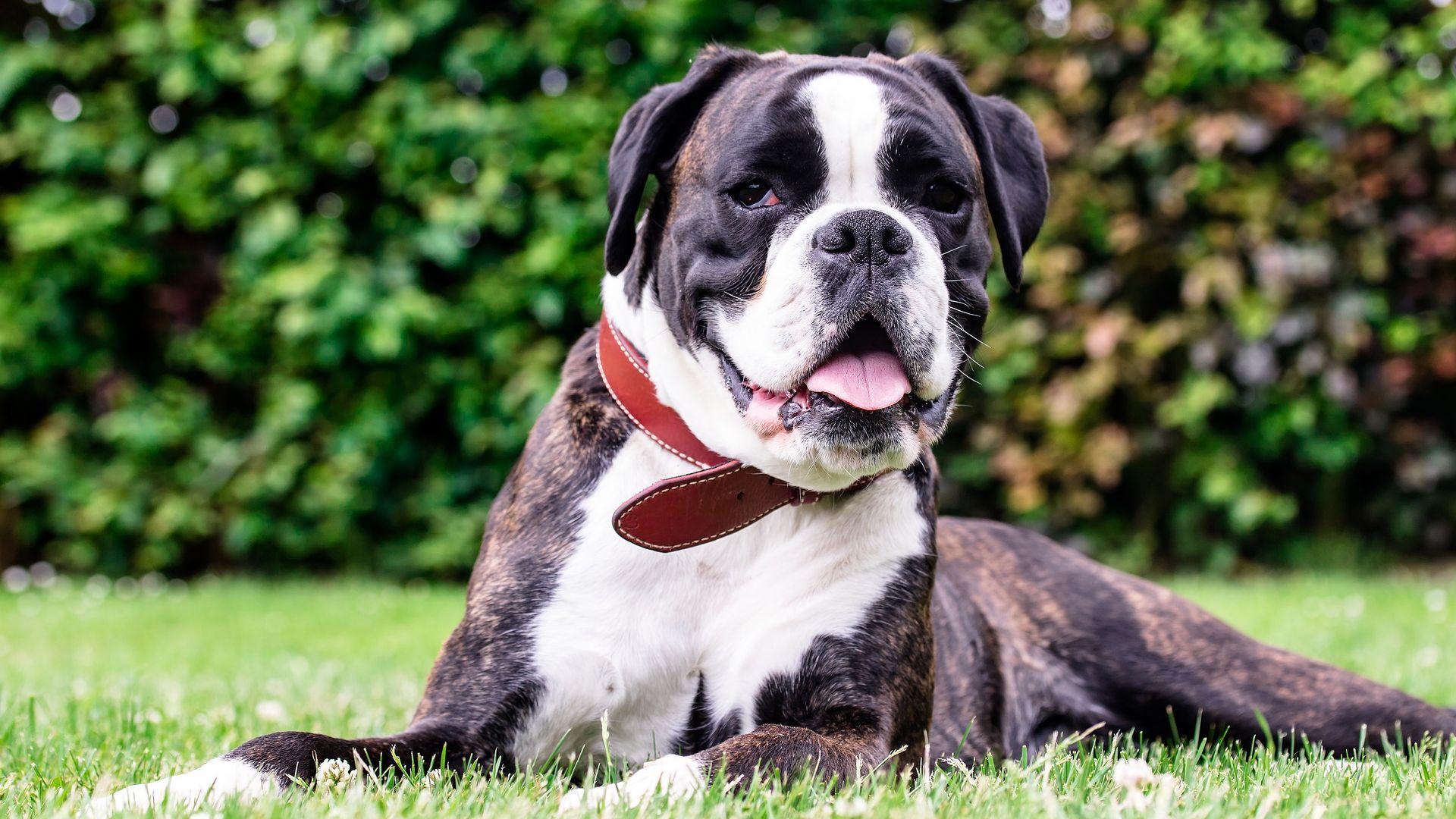 Wallpaper Boxer, dog, sitting, animal