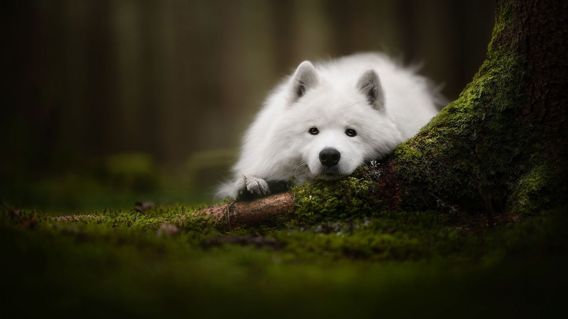 Wallpaper White dog, outdoor, relaxed