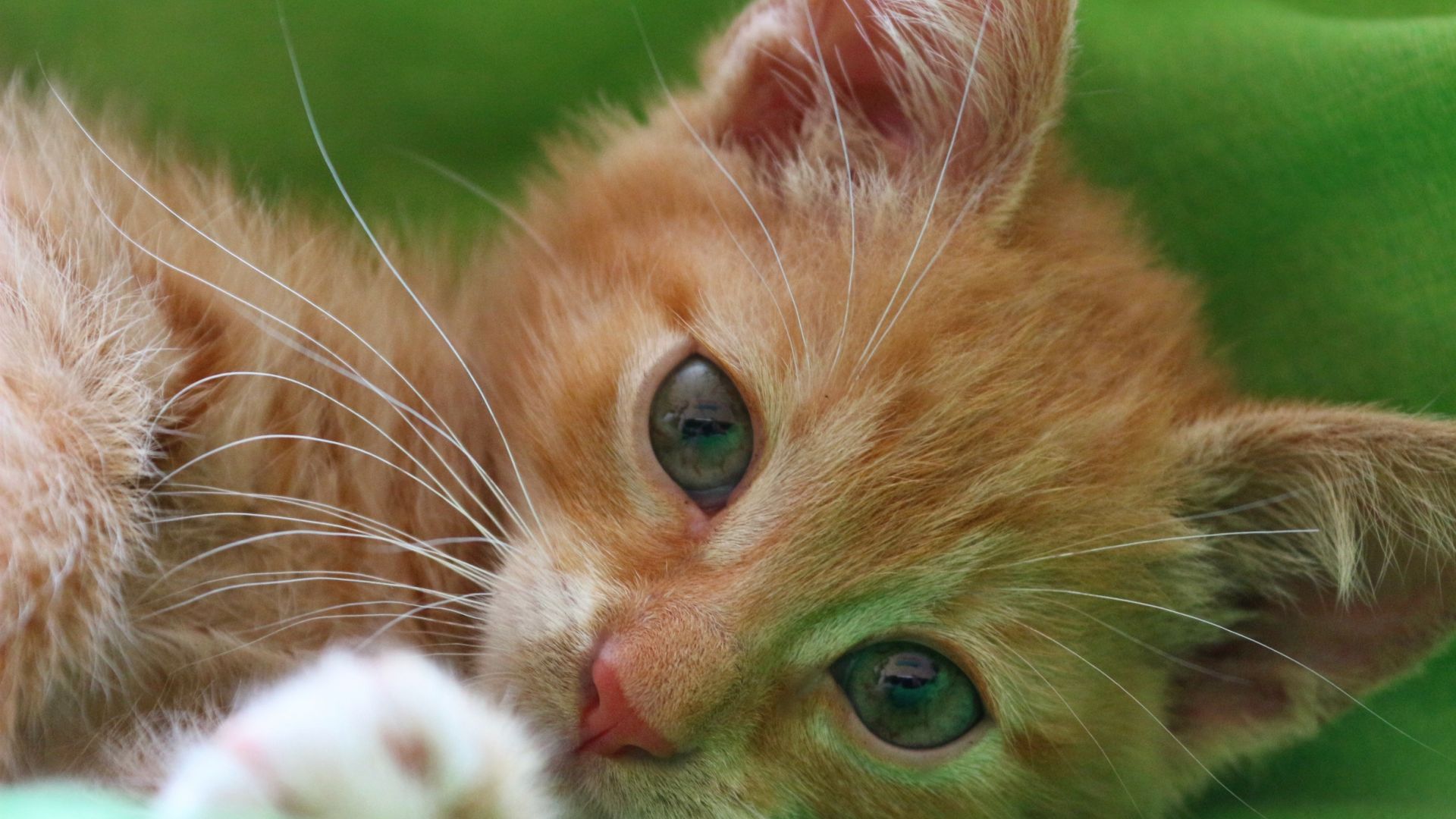 Wallpaper Orange kitten, cat, pat, cute, muzzle