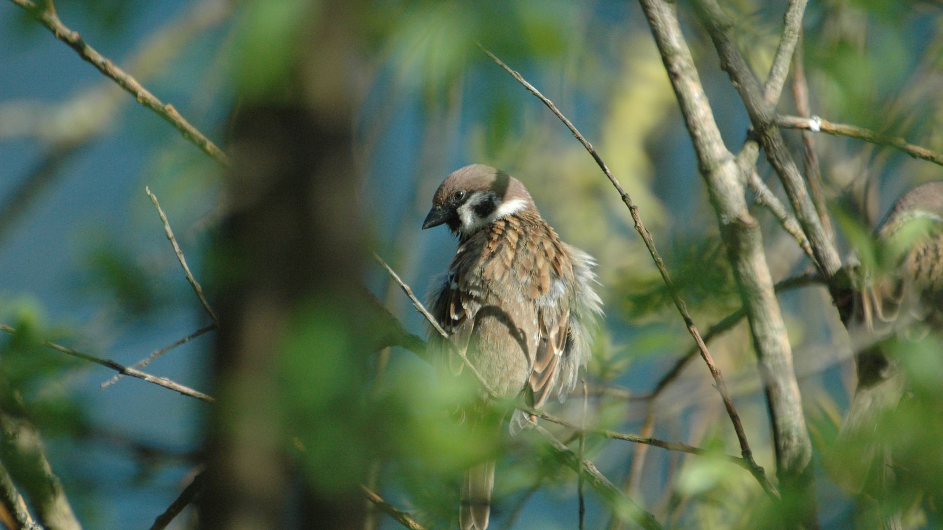 Wallpaper Sparrow bird, sitting, tree branch, blur