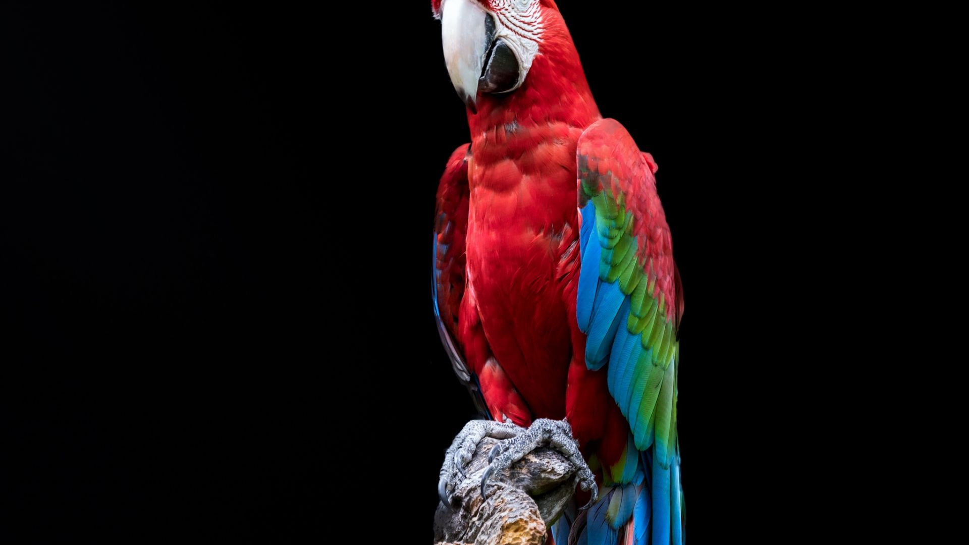 Desktop Wallpaper Macaw, Red Green Parrot, Bird, Portrait, Hd Image,  Picture, Background, Cf2e75