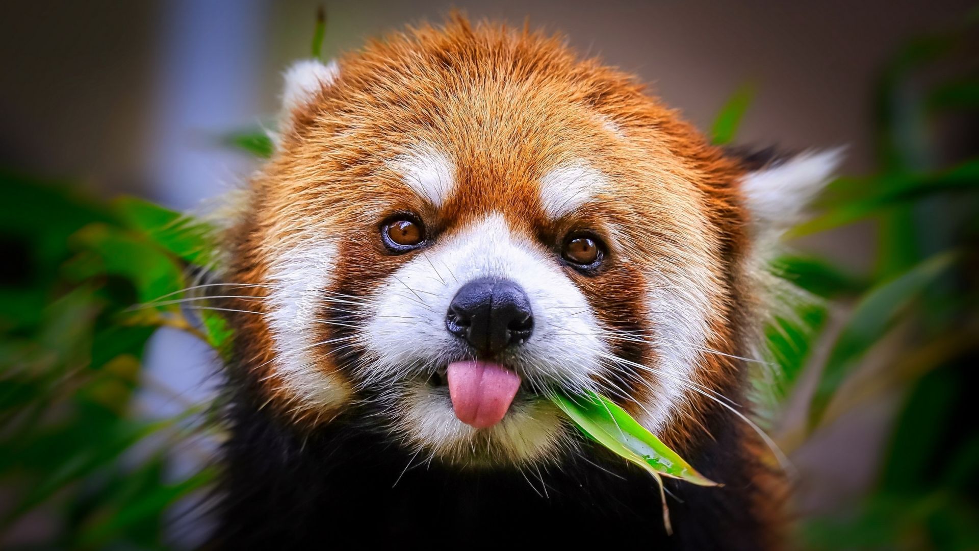 Wallpaper Cute, red panda muzzle, animal