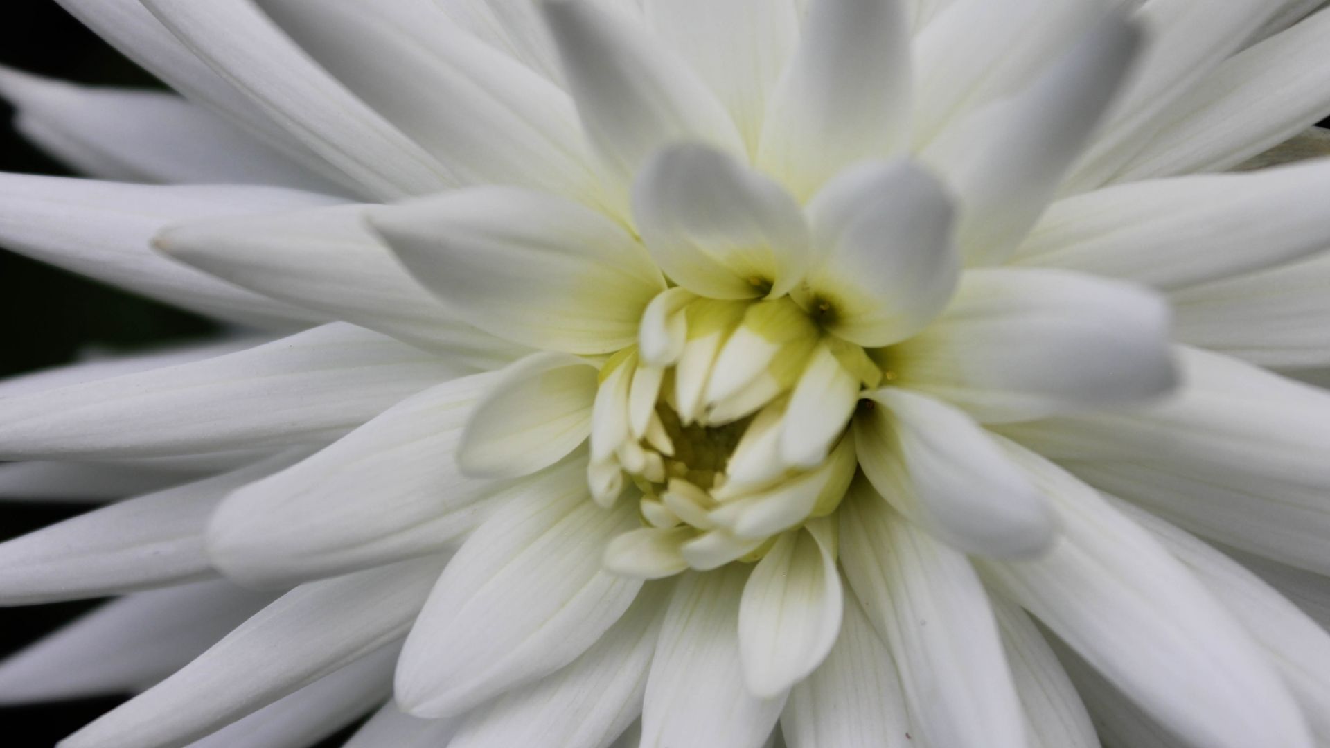 Wallpaper Close up, white flower, petals