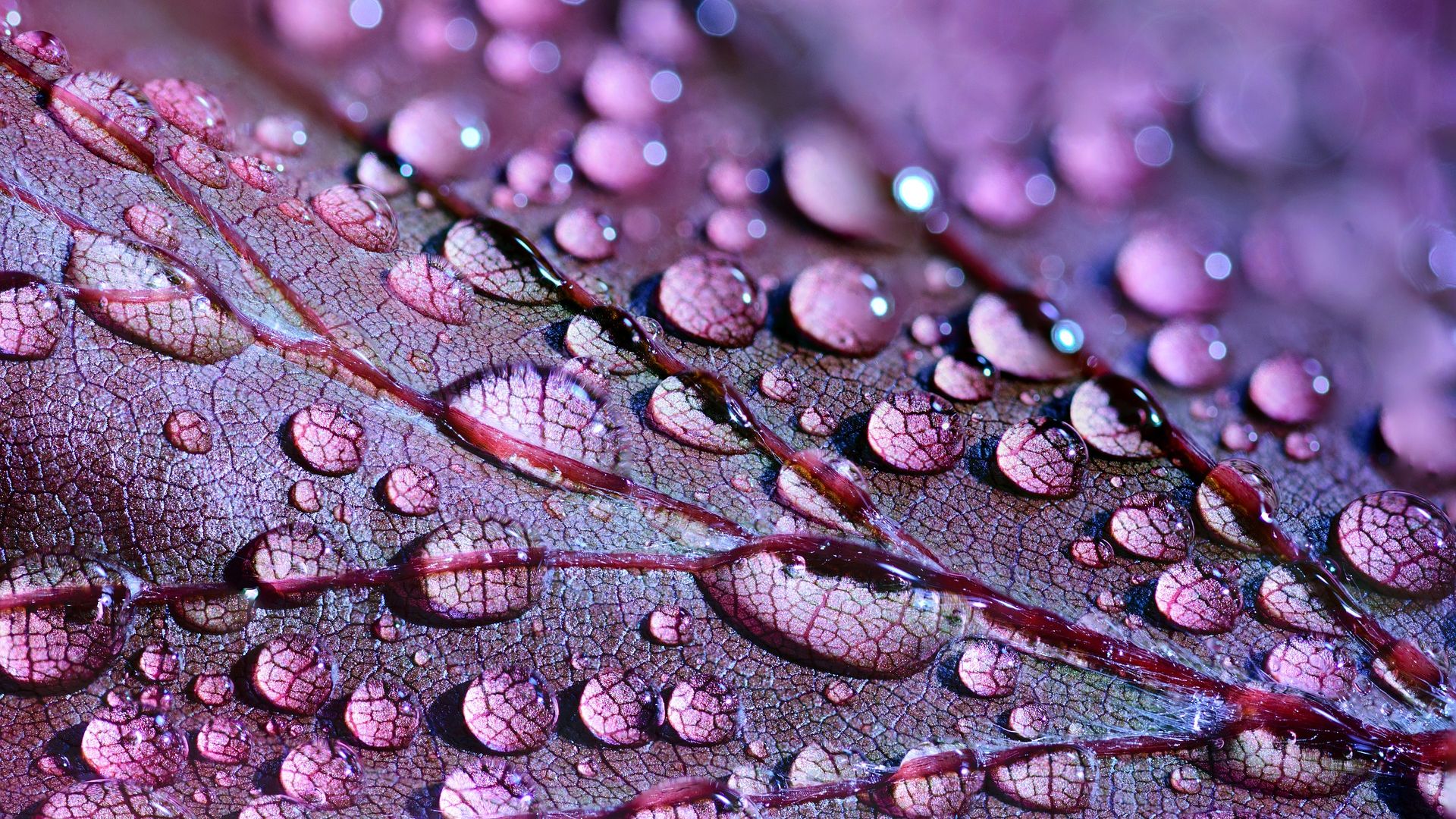 Wallpaper Water drops, purple leaf, close up