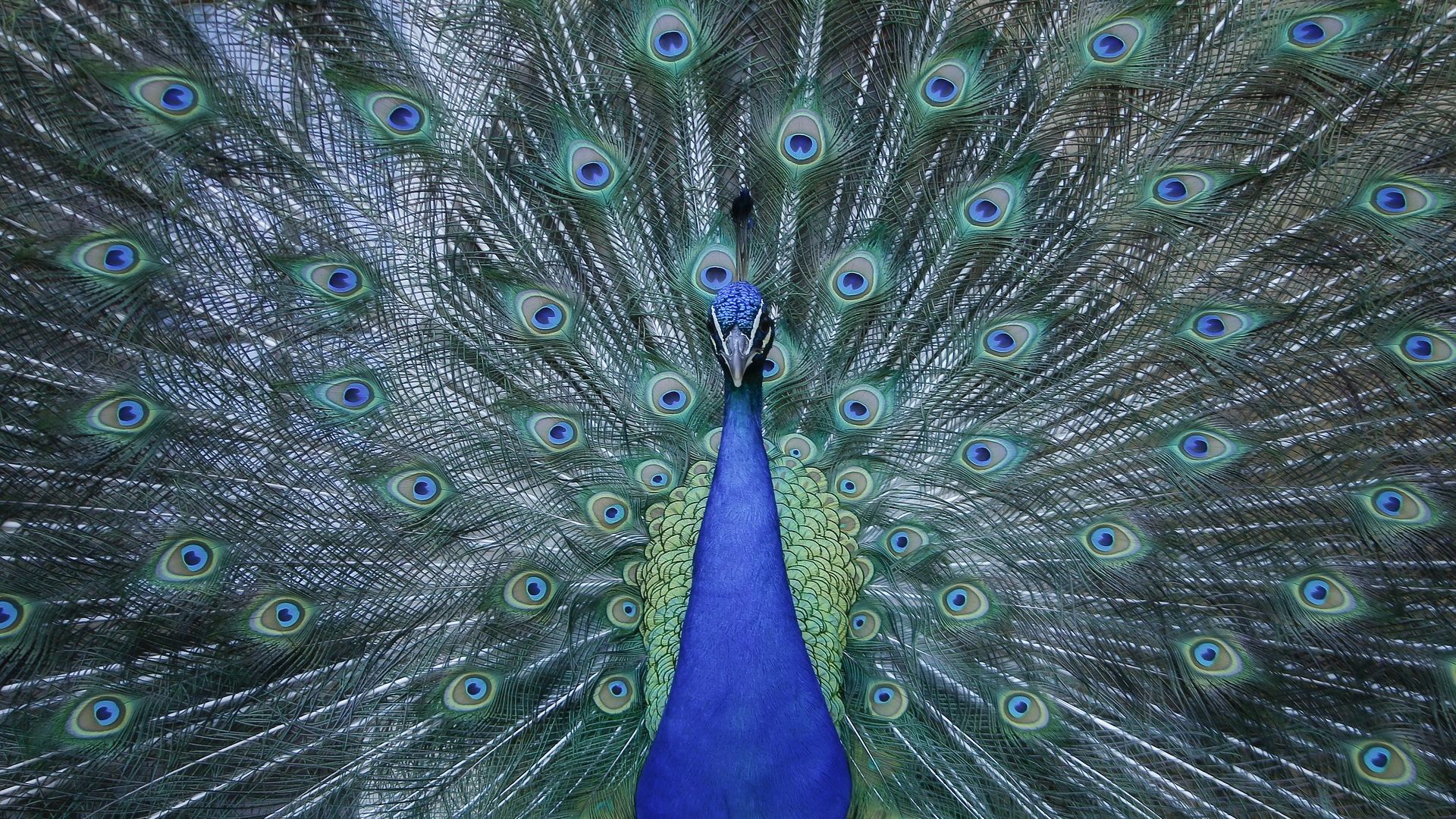 Wallpaper Peacock dance, colorful feathers, bird