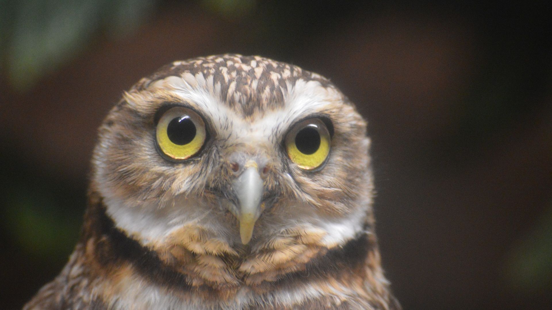Wallpaper Owl bird, baby bird, curious