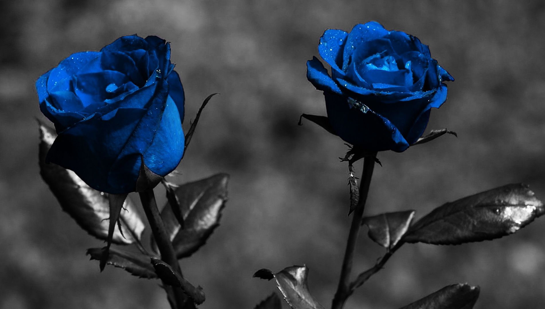Wallpaper Blue rose, monochrome