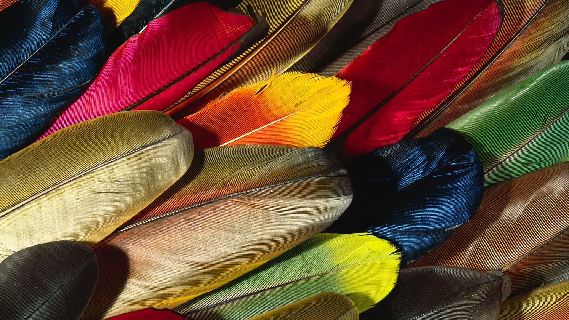 Wallpaper Colorful feathers