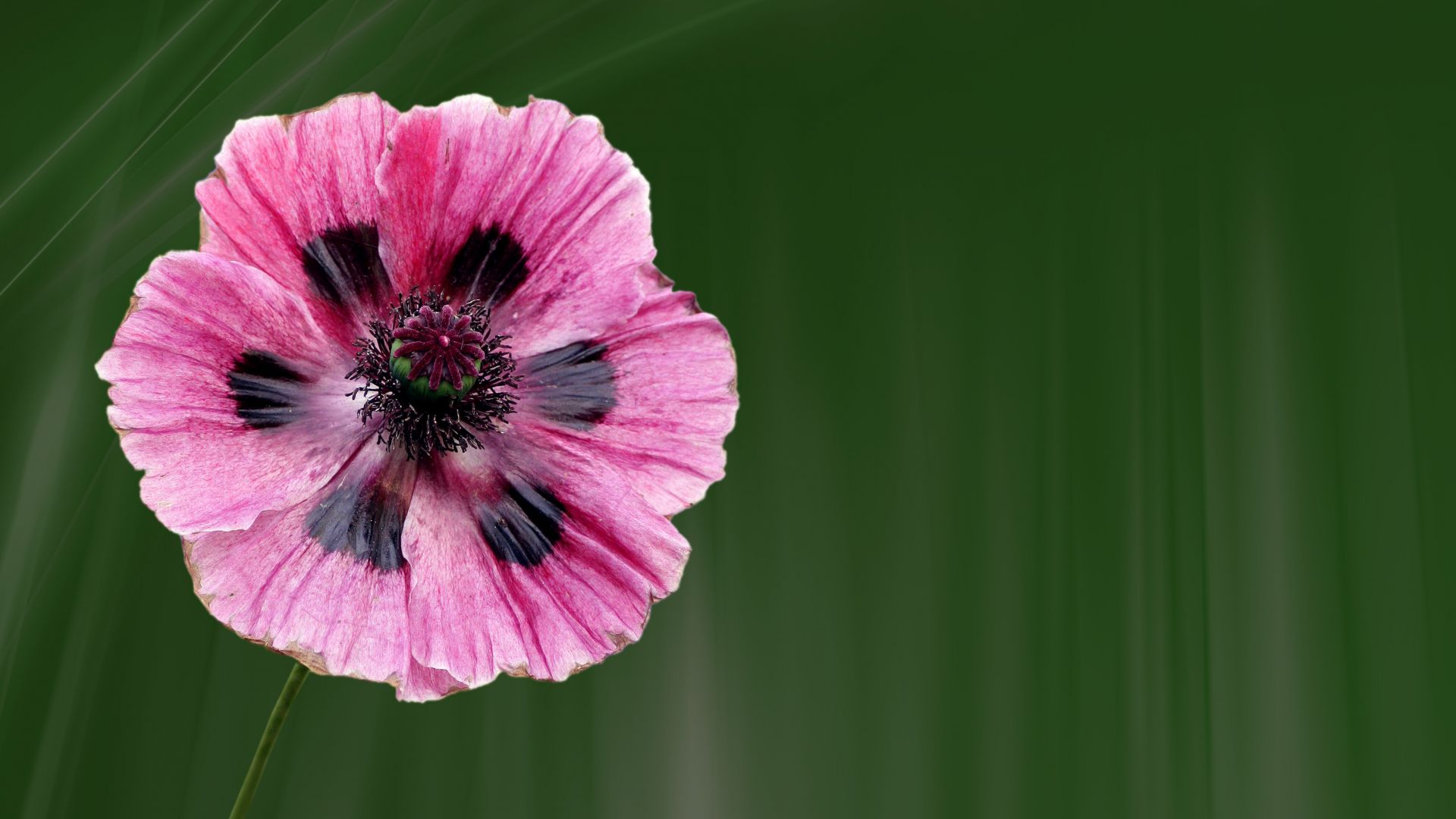 Wallpaper Pink poppy flower, blossom