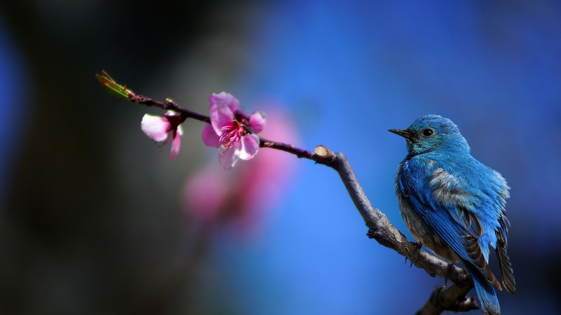Wallpaper Bluebird, close up, tree branch, bloom