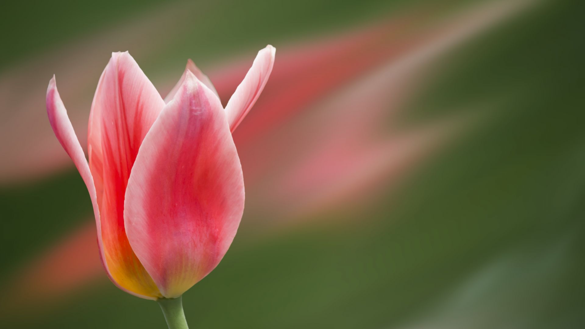 Wallpaper Tulip red flower, blossom