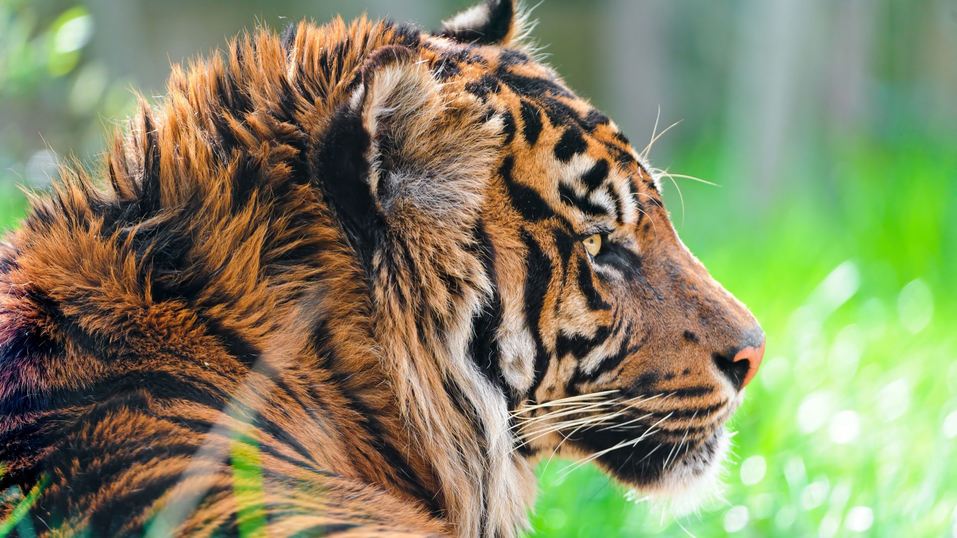 Wallpaper Sumatran tiger muzzle