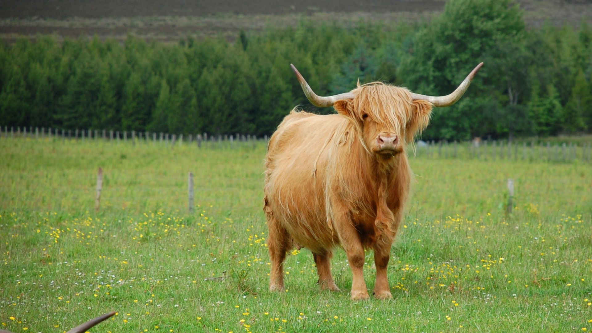 Wallpaper Cow, Scotland cattle, landscape, horns