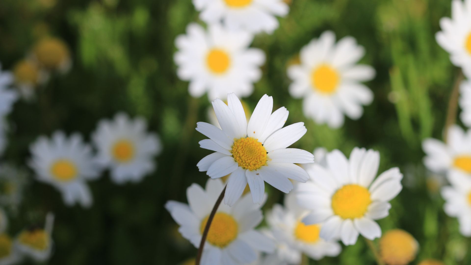 Wallpaper Flowers farm, daisy, white flower, spring