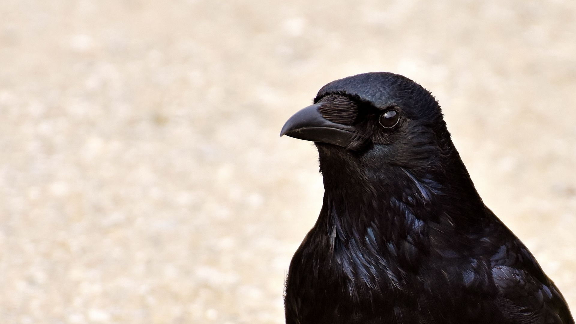 Wallpaper Black, Crow, Raven, bird, stare
