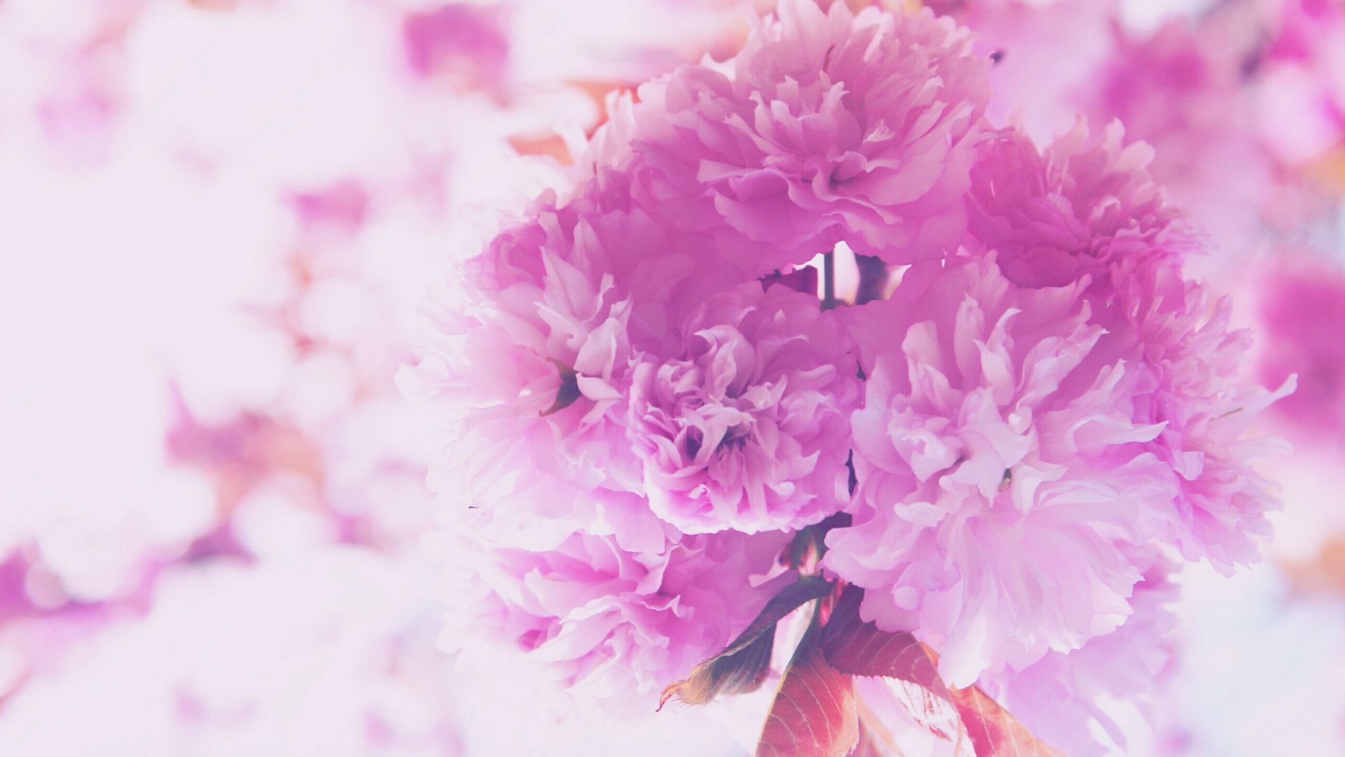 Wallpaper Pink Flowers close up