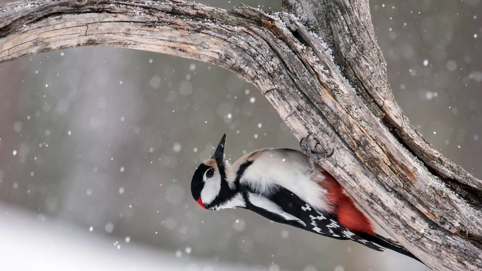 Wallpaper Woodpecker, bird, tree trunk, winter