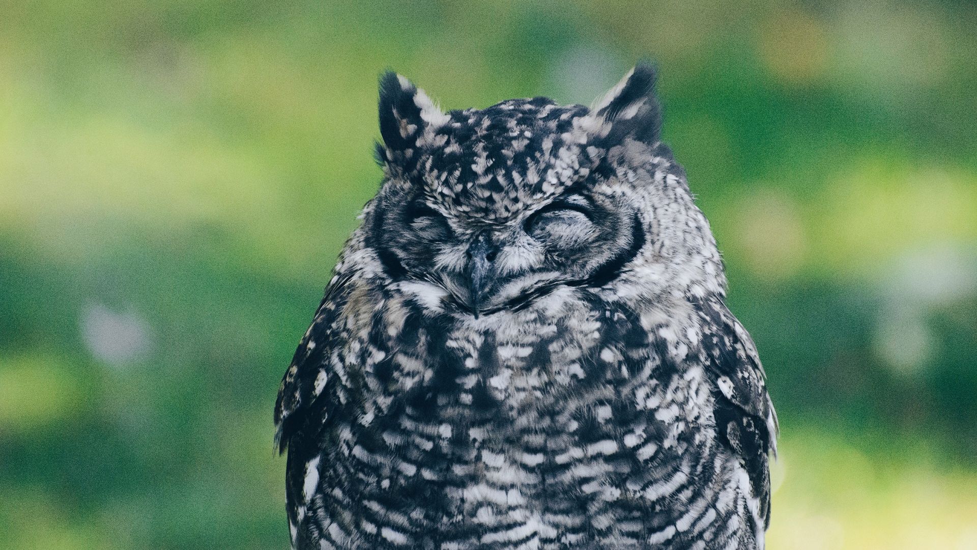 Wallpaper Closed eyes of Owl Bird