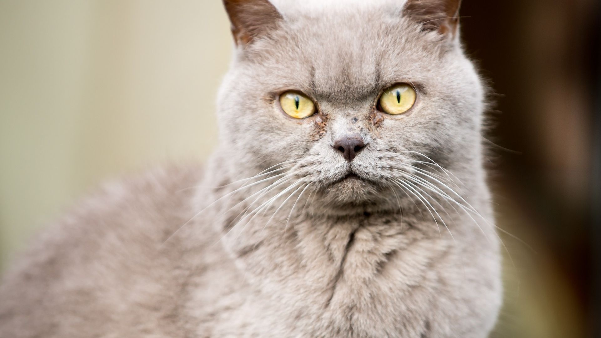 Wallpaper British shorthair cat, curious, star, animal