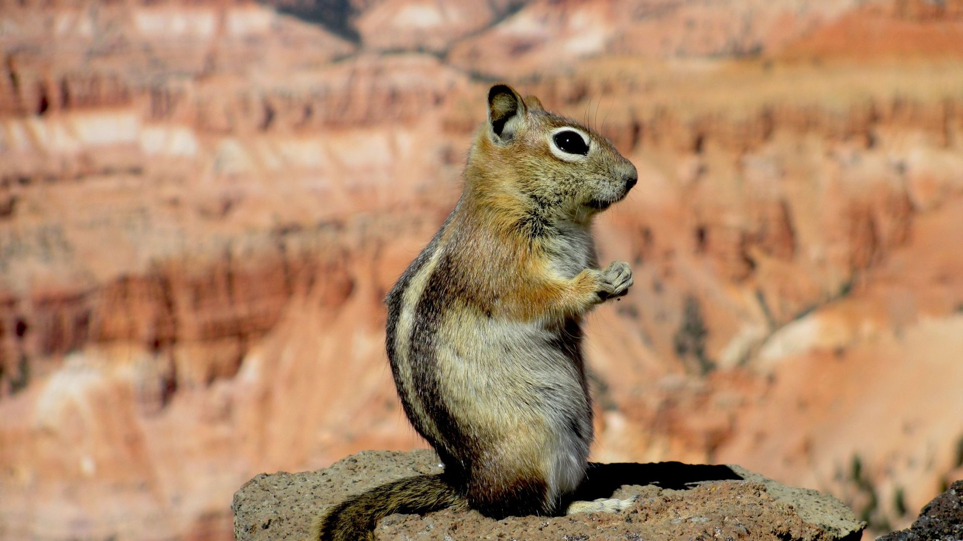 Wallpaper Squirrel, wild animals, sitting