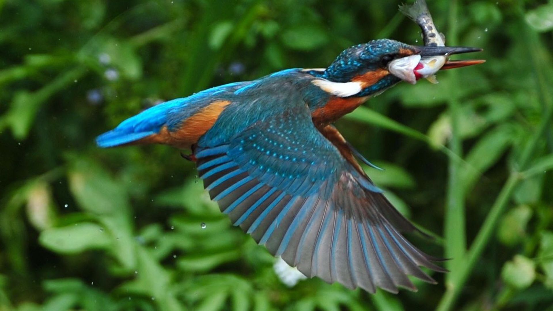 Wallpaper Kingfisher, fishing, flying