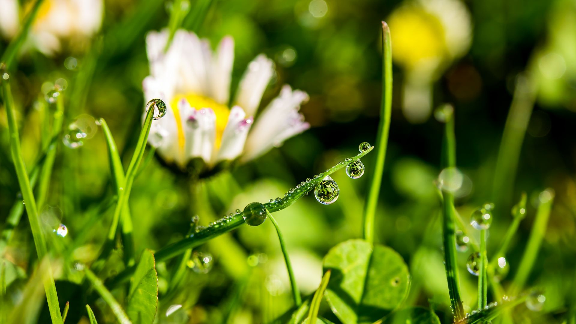 Wallpaper Dewdrop, drop, grass, plants, morning