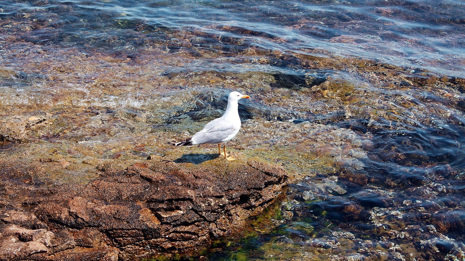 Wallpaper Seagull, water bird, water