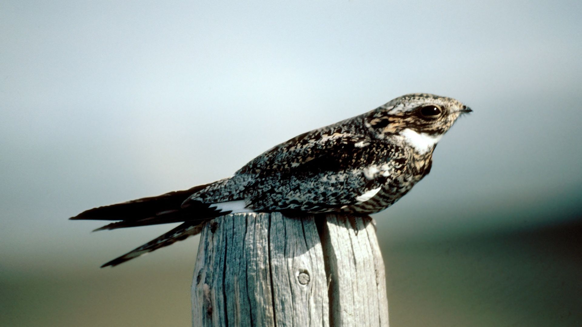 Wallpaper Nighthawk bird, predator