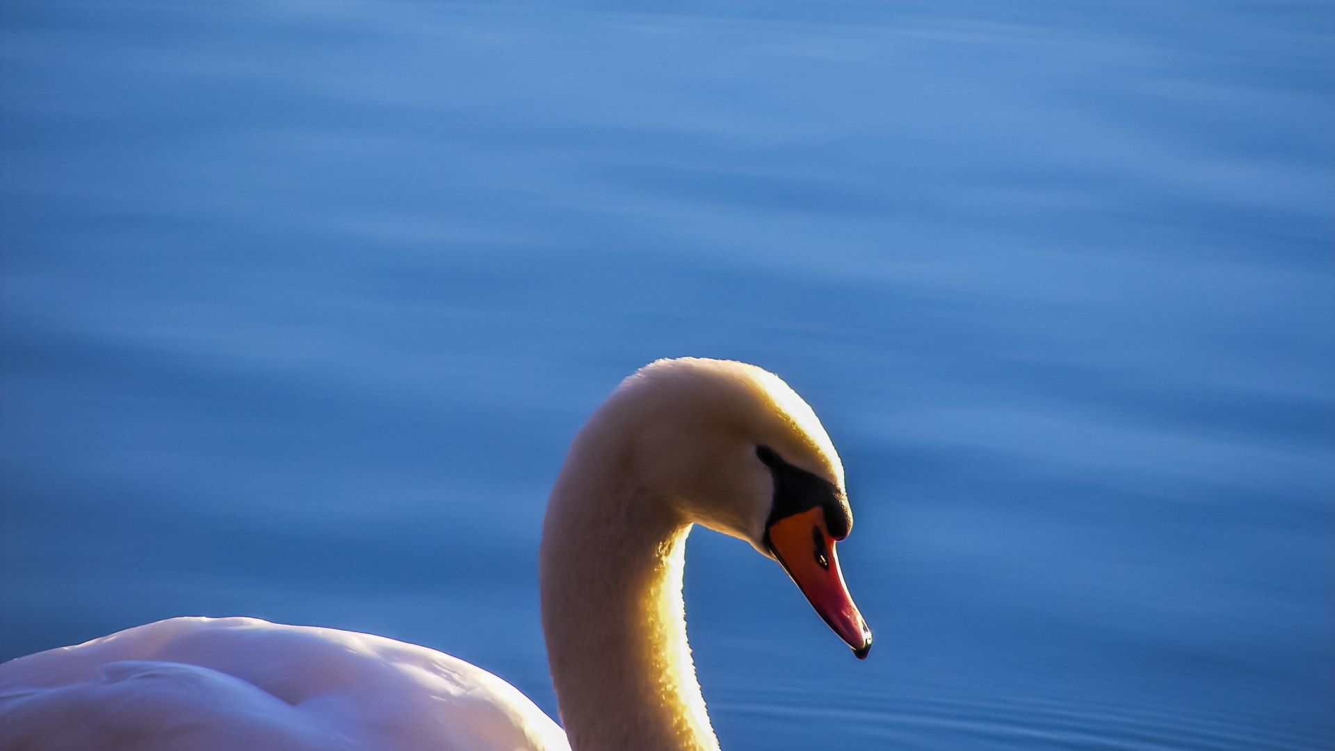 Wallpaper Swan, white bird, lake