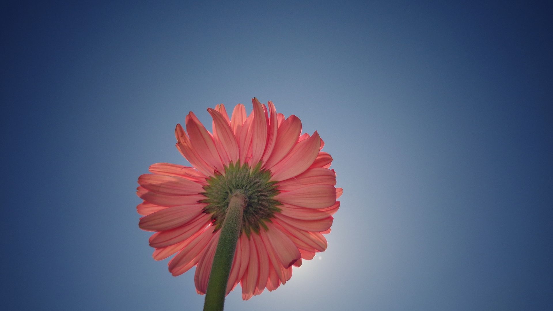 Wallpaper Daisy flower, bottom view, sky