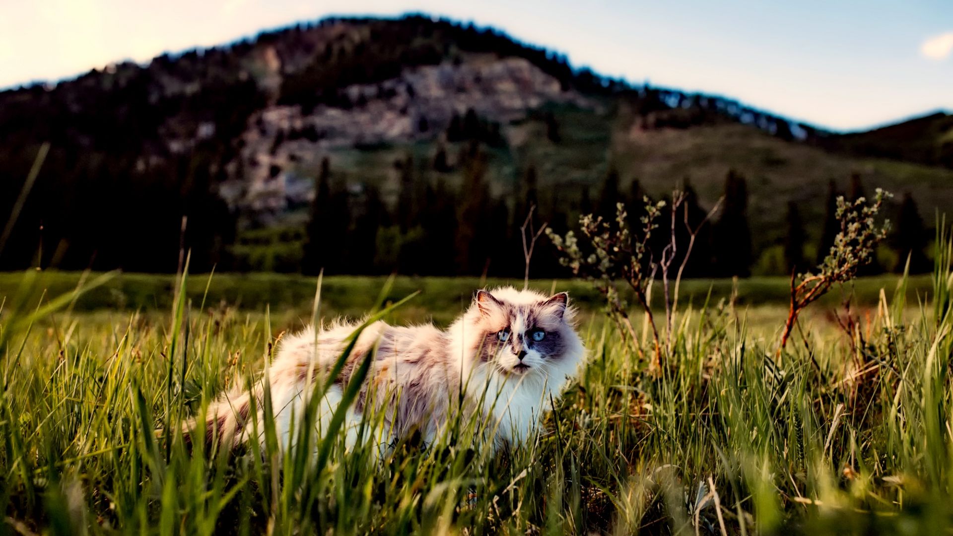 Wallpaper Cat, blue eyes, grass, landscape, outdoor