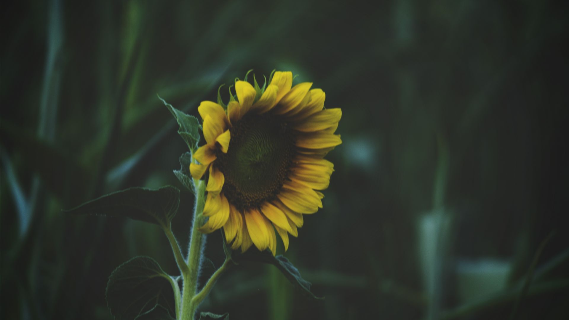 Wallpaper Sunflowers, blur, close up