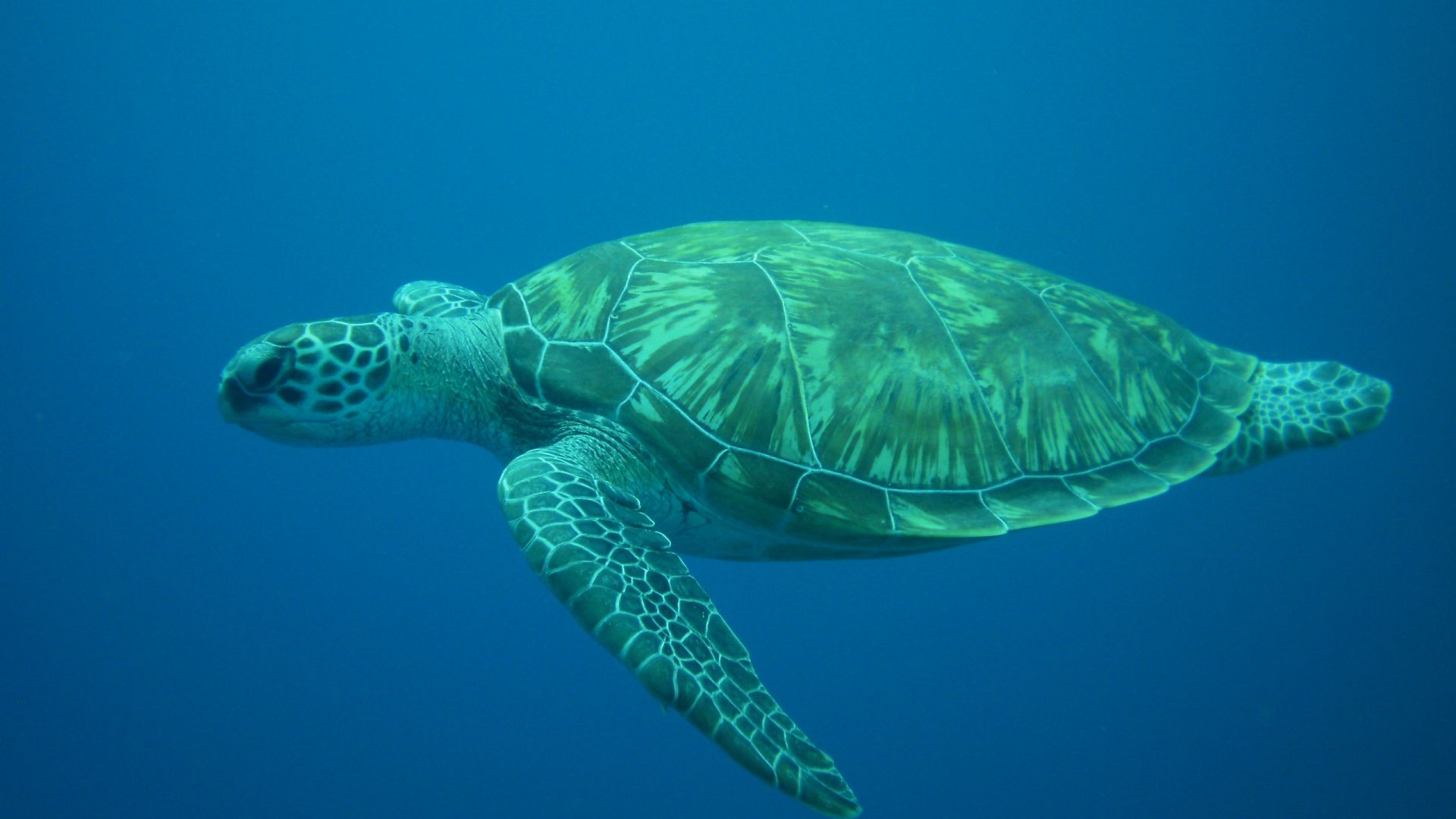 Wallpaper Turtle, diving, sea, underwater