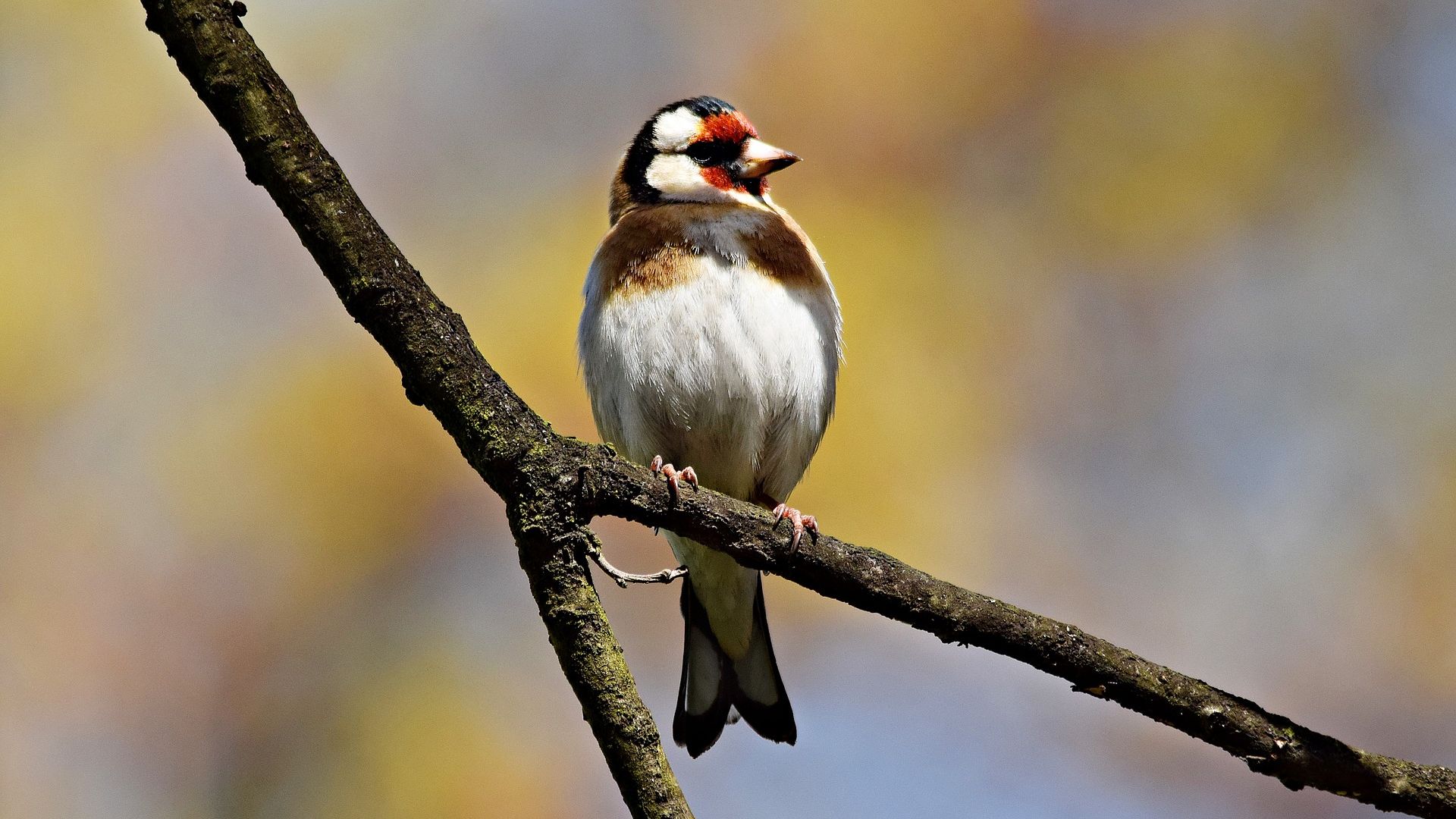 Wallpaper European goldfinch, sitting, bird, blur