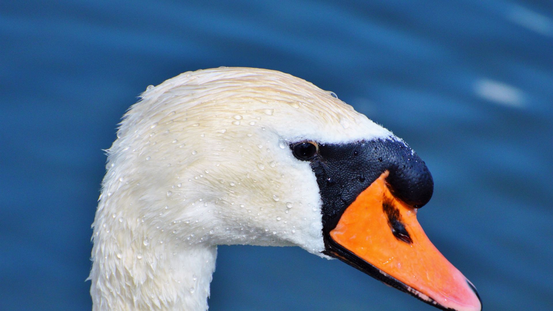 Wallpaper White swan, head, beak, drops