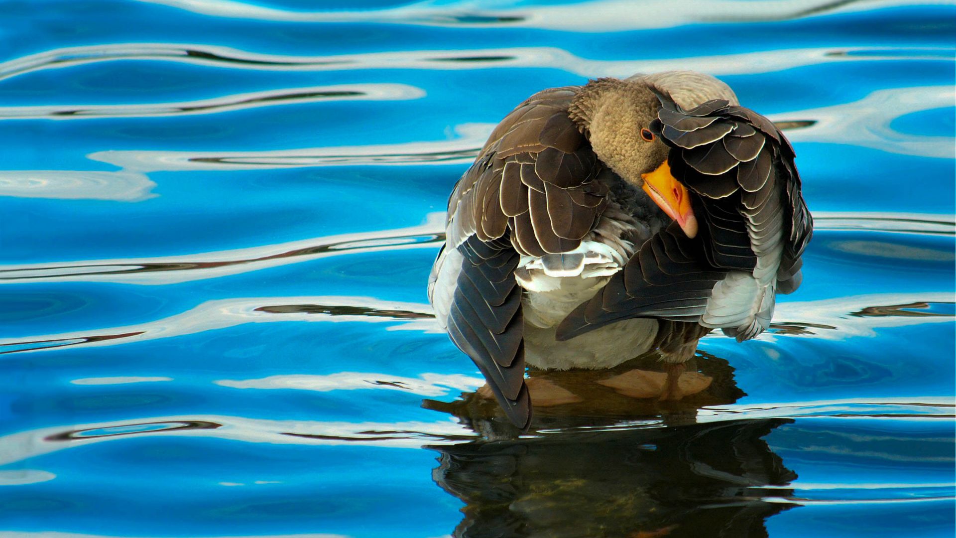 Wallpaper Duck bird in pond