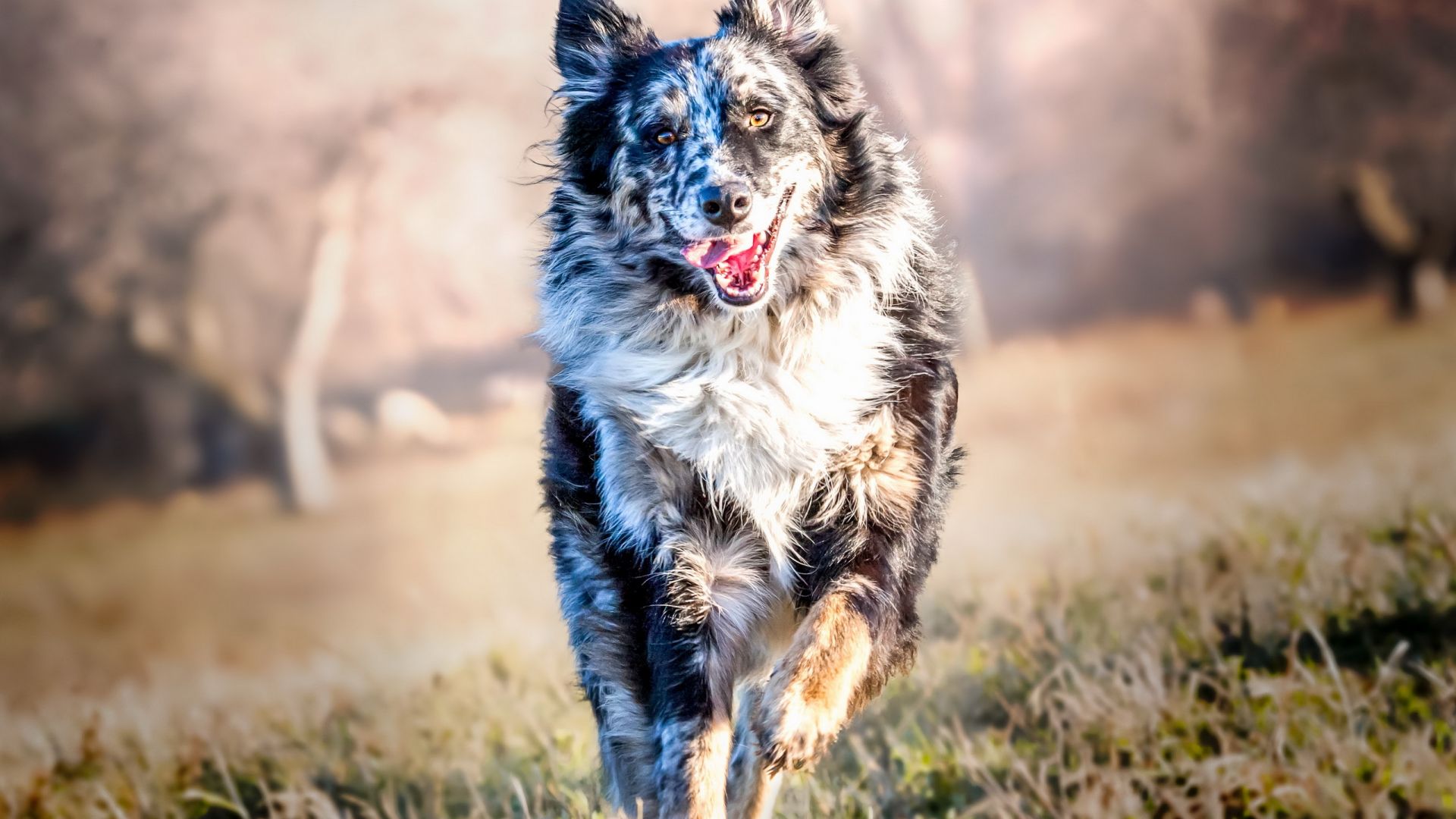 Wallpaper Border Collie, Dog, play, spots, meadow