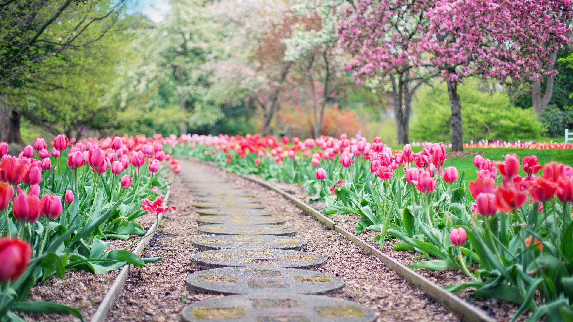 Wallpaper Pink tulips, path, track