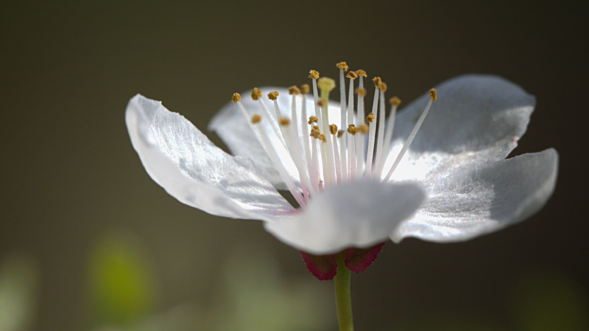 Wallpaper White flower, pollen, petals, close up