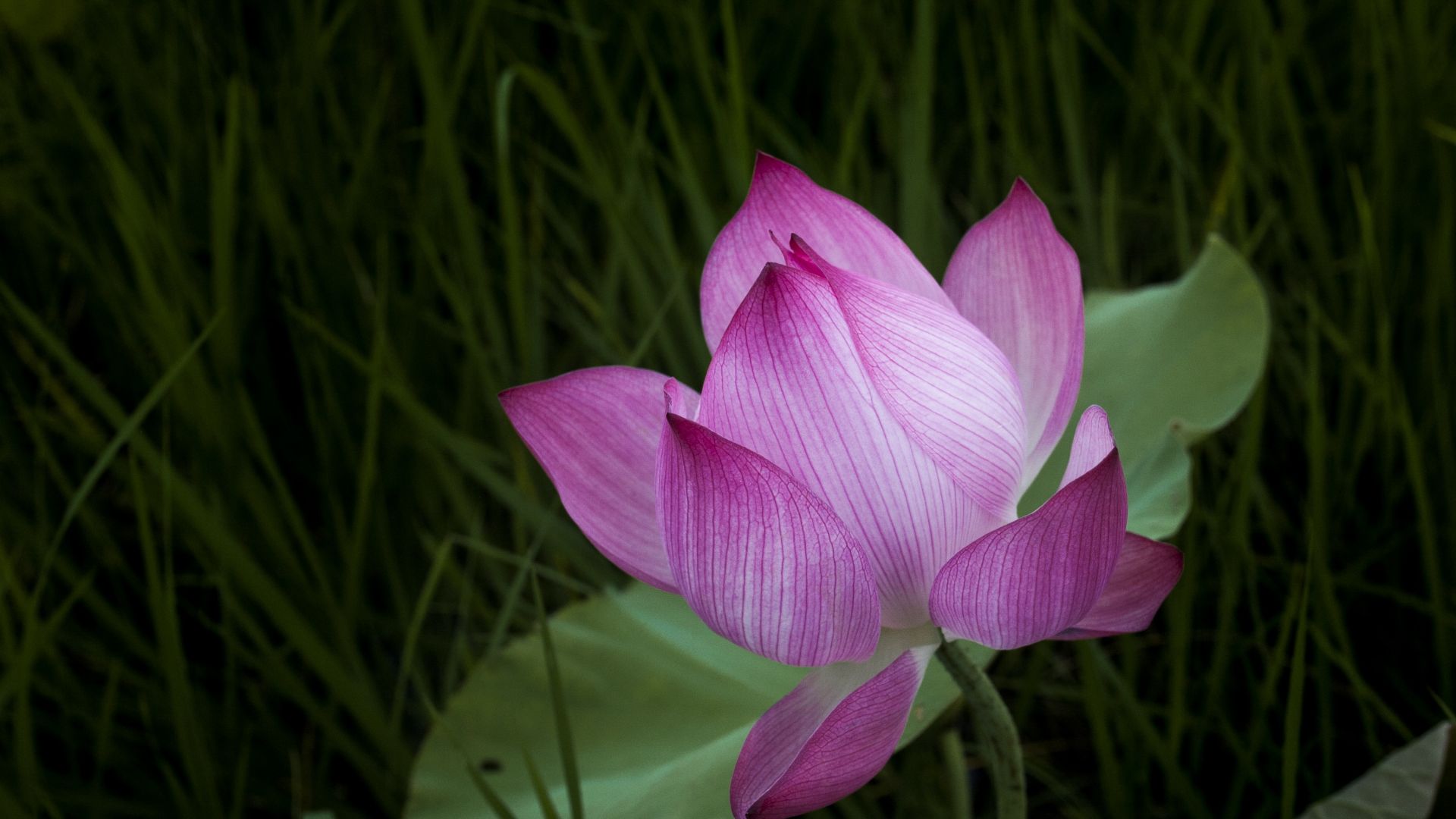 Wallpaper Pink lotus, grass, beautiful flower